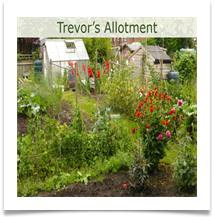 CS Allotment 1 - Carol Sparkes
